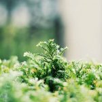flora-blog-pic-13-2