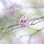 flora-blog-pic-9-1