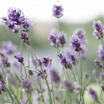 flora-blog-pic-9-2